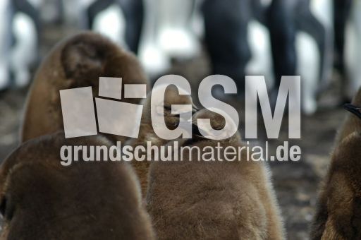 Königspinguin (34 von 84).jpg